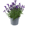 Afbeelding van EJ Salvia P19 Mirage greggi Blue
